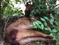 BERGÜZAR KOREL - Bergüzar Korel'in köpek isyanı