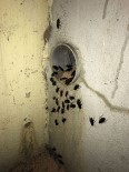 Fransa'da Böcek İstilası Nedeniyle Karakol Kapatıldı