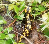 BALIK TUTMAK - Kahramanmaraş'ta Sarı Benekli Semender Bulundu