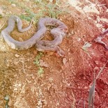 O ilimizi yılanlar bastı