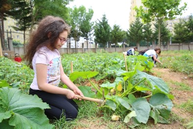 Öğrenciler Organik Tarımla Toprakla Buluştu