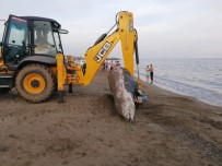 BEACH - Plaja 4 Metrelik Balina Ölüsü Vurdu