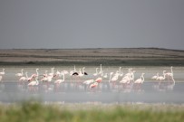 KÜRESEL ISINMA - Seyfe Gölü Yağışlarla Şenlendi