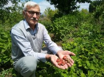 Aşırı Yağışlar Çilek Üreticisini Vurdu