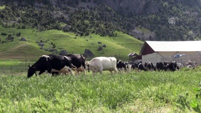 Avrupa'daki Yüksek Vergiden Kaçtı, Türkiye'de Sütçü Oldu