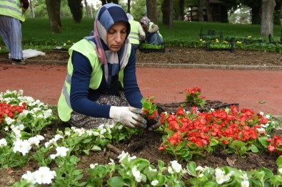 Çorum Belediyesi 600 Bin Çiçeği Toprakla Buluşacak