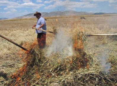 Kahramanmaraş'ta Firik Buğdayı Hasadı Başladı