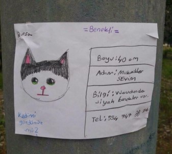 Sosyal Medya'da Fenomen Olan Kayıp Kedi 'Benekli' Bulundu.