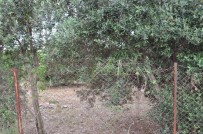 PAYAS - Hatay'da Bir Kişi Silahla Vurularak Öldürülmüş Halde Bulundu