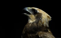 YIRTICI KUŞ - (Özel) Yaralı Bulunan Yırtıcı Kuş Türü 'Saz Delicesinin' Tedavisine Başlandı