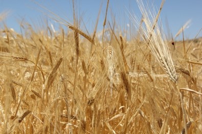 Yılın İlk Buğdayı GTB'de İşlem Gördü