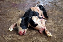 AĞRI KESİCİ - Antalya'da 'Çift Başlı Buzağı' Şoku