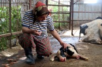 AĞRI KESİCİ - Antalya'da Çift Başlı Doğan Buzağı Görenleri Hayrete Düşürdü