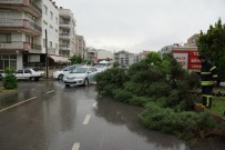 SAĞANAK YAĞMUR - Aydın'da Fırtına Ağaç Devirdi