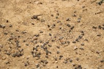 TAŞBURUN - Bilinçsizce Kullanılan Zirai İlaçlama Arıcılığı Bitiriyor