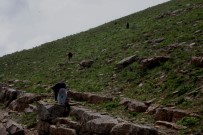 KATO DAĞı - Terörden Temizlenen Kato Dağı Ekmek Kapısı Oldu