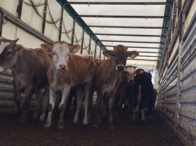 Isparta'da Genç Çiftçilere Büyükbaş Hayvanlar Dağıtıldı