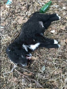 Manisa'da 3 Yavru Köpek Vahşice Öldürüldü