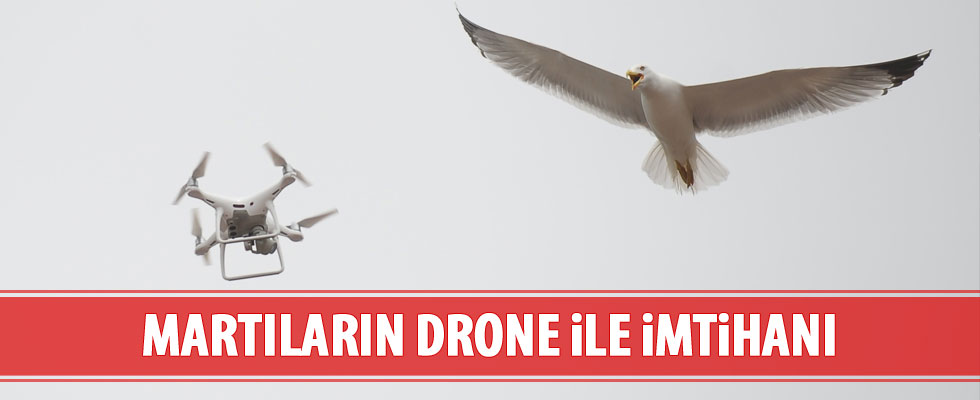 Martıların drone ile imtihanı