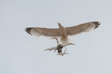 Martıların 'Drone' İmtihanı