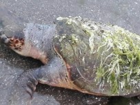 CARETTA CARETTA - Çanakkale'de Ölü Caretta Caretta Kıyıya Vurdu