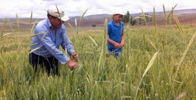 Çiftçiler Tohumluk Buğday İçin Tarlasındaki Çavdarı Temizliyor