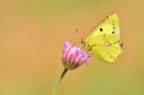 Doğu Azameti Kelebeği Türkiye'de İlk Kez Fotoğraflandı