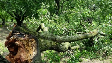Sağanak Yağış Ve Fırtına Erik Ağaçlarına Zarar Verdi
