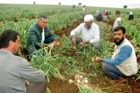 TAHIR ÖZTÜRK - Sarımsak Hasadında 15 Bin Tarım İşçisine İş İmkanı