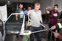 YOLLARBAŞı - Torpidodan Kafasını Çıkaran Yılan Korkuttu