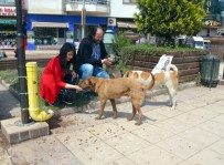 HASTA HAYVANLAR - Fatsa Sokak Hayvanlarına Sahip Çıkıyor