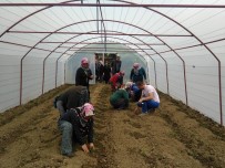 COŞKUN GÜVEN - Yenice'de Seracılık Kursu Açıldı