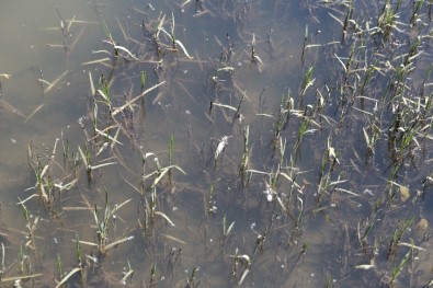 Yüzlerce Çay Balığı Telef Oldu