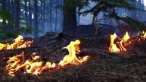 Havran'da Orman Yangını