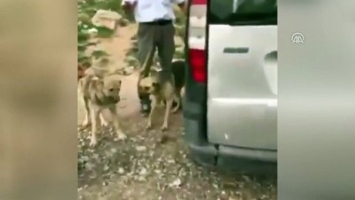 Aracıyla Köpeği Ezen Sürücü Gözaltına Alındı