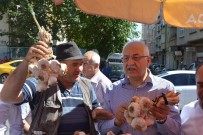 ŞİFA DEPOSU - Milletvekili Erdoğan'dan Ünü Gaziantep Sınırlarını Aşan Sarımsak İçin Destek Sözü