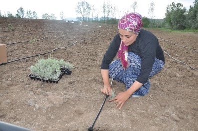 Gümüşhane'de Lavanta Projesi Hayata Geçirildi