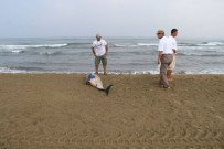 ADNAN MENDERES ÜNIVERSITESI - Pamucak Sahilinde Ölü Yunus Bulundu