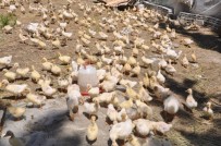 FIRAT ÇELİK - 240 Kazla Başladığı Çiftlikte, Kaz Sayısını Bin 500'E Çıkardı