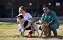 Kepez Belediyesi Sokak Hayvanlarına Sahip Çıkıyor