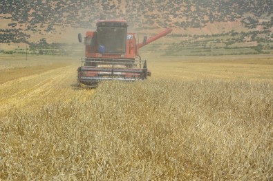 Yayla'da Hasat Dönemi Başladı