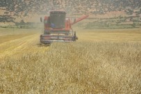 FELAKET - Yayla'da Hasat Dönemi Başladı