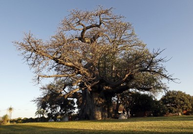 Afrika'da Birkaç Bin Yaşındaki 13 Ağacın 9'U Yok Oldu