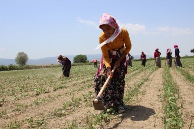 Aydınlı Kadınların 45 Derece Sıcakta Ekmek Parası Mücadelesi