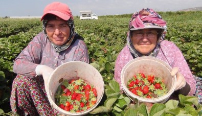 Mersin'de Çilek Üreticileri Sezonu Mutlu Kapattı