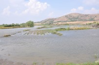 KARASU NEHRİ - Taşan Nehir Tarım Arazilerini Sular Altında Bıraktı