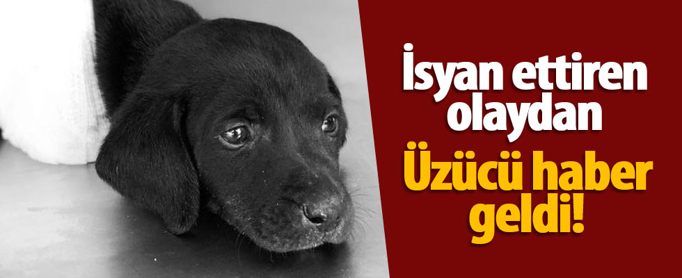 4 ayağı kesilen köpek kurtarılamadı!