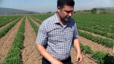 Domates Üreticilerine 'Feromon Tuzağı' Desteği