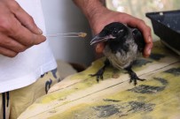 BITEZ - Evcil Karga Şaşırtıyor