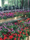 AVCILAR BELEDİYESİ - Mezar Ziyaretine Çiçek İkramı